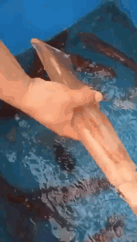 |搞笑GIF:这是谁家的狗子,再每天来这里锻炼身体,我们可要收费了