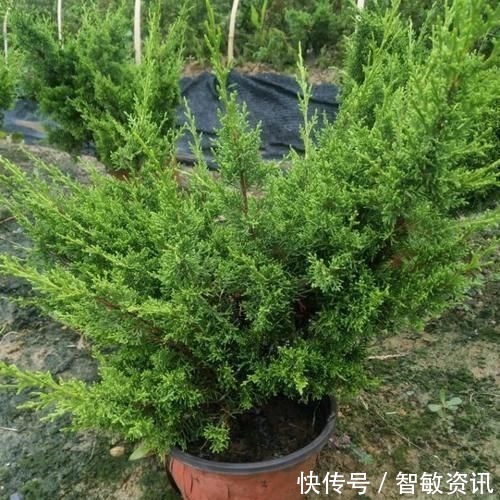 家中无法养这三类绿植,白送都不要,危害很大不建议养