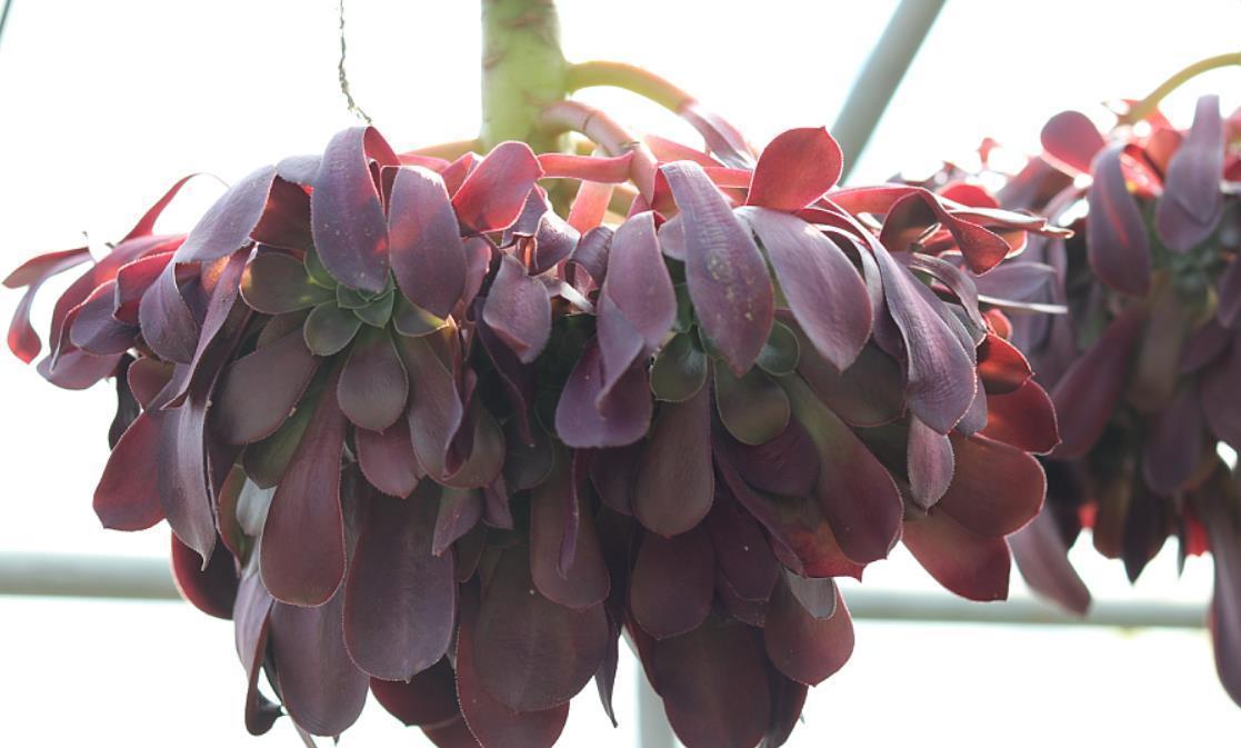 黑法师盆景培育技巧,只要做3步,采用“倒挂法”,变成盆景老桩