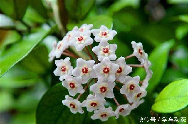 想球兰多冒芽全靠一个“虐”,蹭蹭冒花芽,独苗变繁花老桩!