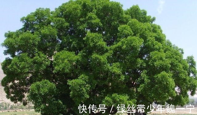 下联&经典对联 上联“槐树无风徐晃, 木旁有鬼”下联成为绝唱!