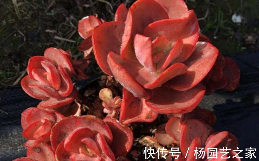 观赏价值|老花匠养了一盆漂亮多肉,秋天直接丢露台上,叶子越长越肥厚
