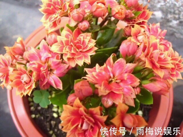 秋季|养长寿花、天竺葵，喂上1种“粉末”，花比叶子多，百试百灵