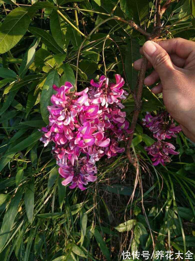 图鉴|100种常见花图鉴，图文并茂非常详细，收藏起来慢慢看