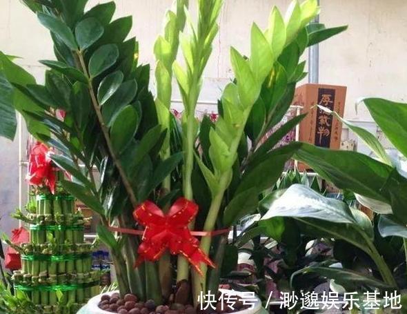 叶片|淘米水、啤酒、牛奶浇花,有什么忌讳弄懂这些变成养花的宝贝