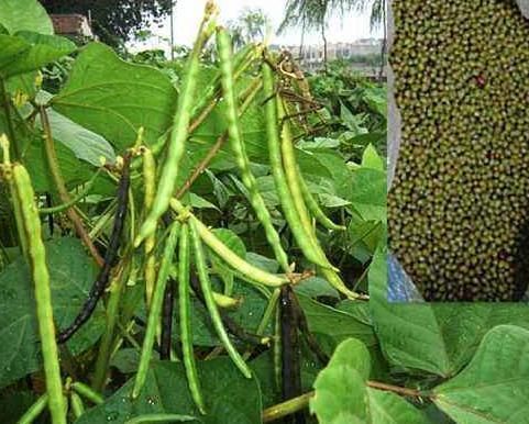 慢性|再三叮嘱煮绿豆时,不能放“此物”,不然相当于慢性“服毒”