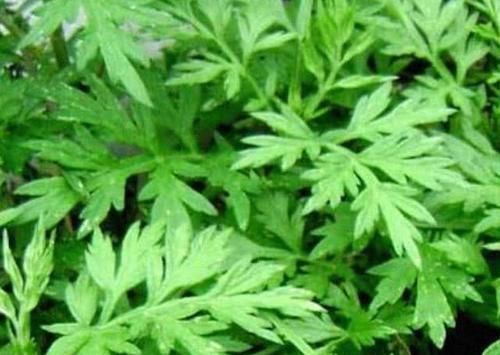 4物|4物是子宫肌瘤的“死对头”,每天坚持吃,或助你活血化瘀消肌瘤