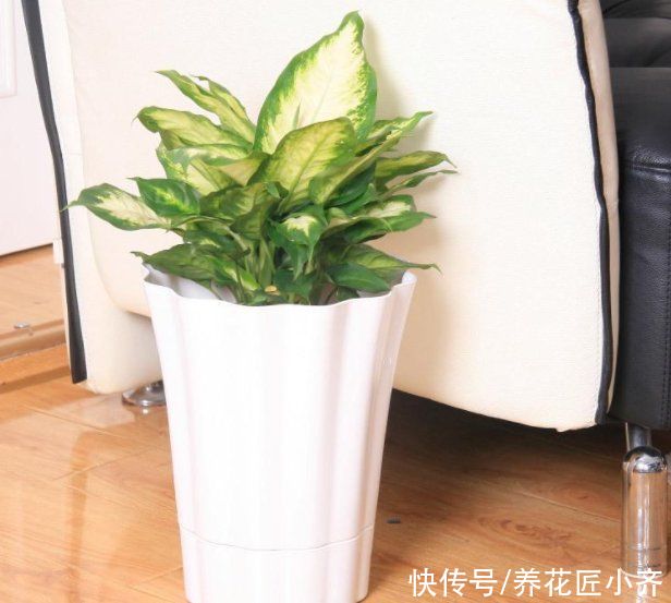 养花|家庭养花4种“花盆”不能用,烂根烂叶都是由它引起的