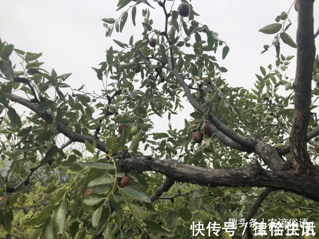 五树&俗话说“院中栽五树,子孙一直富”,啥意思指的是哪五种树