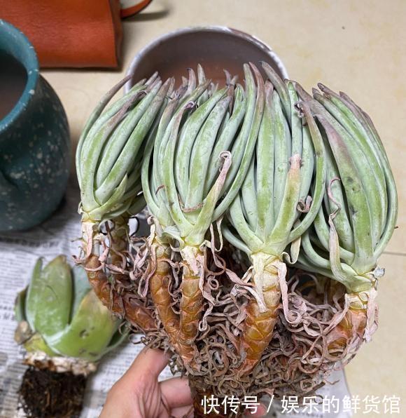 仙女杯|养多肉,发根速度慢,种之前先修根,不要带土上盆栽种