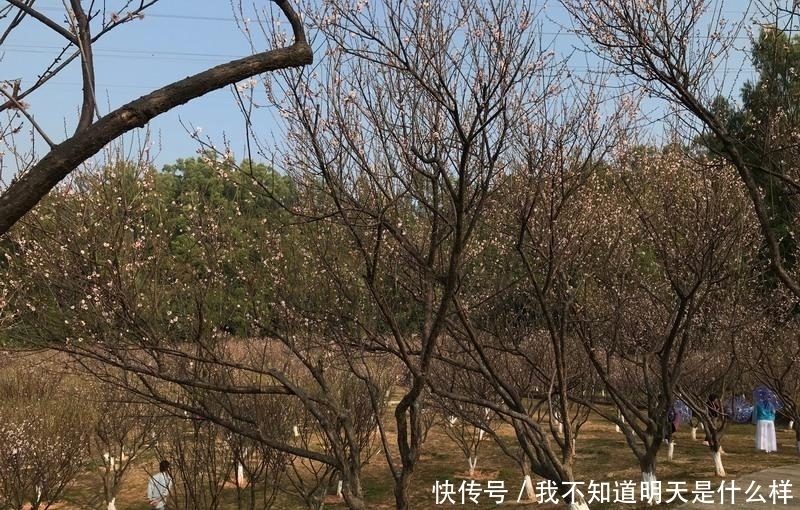 老年|暗香来！深圳梅园的花都开好了，你还不来赏？_深圳新闻网