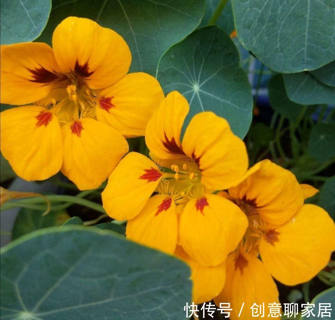 桂花|6种“黄金花”，秋天最好养，客厅摆一排，财气满满花爆棚