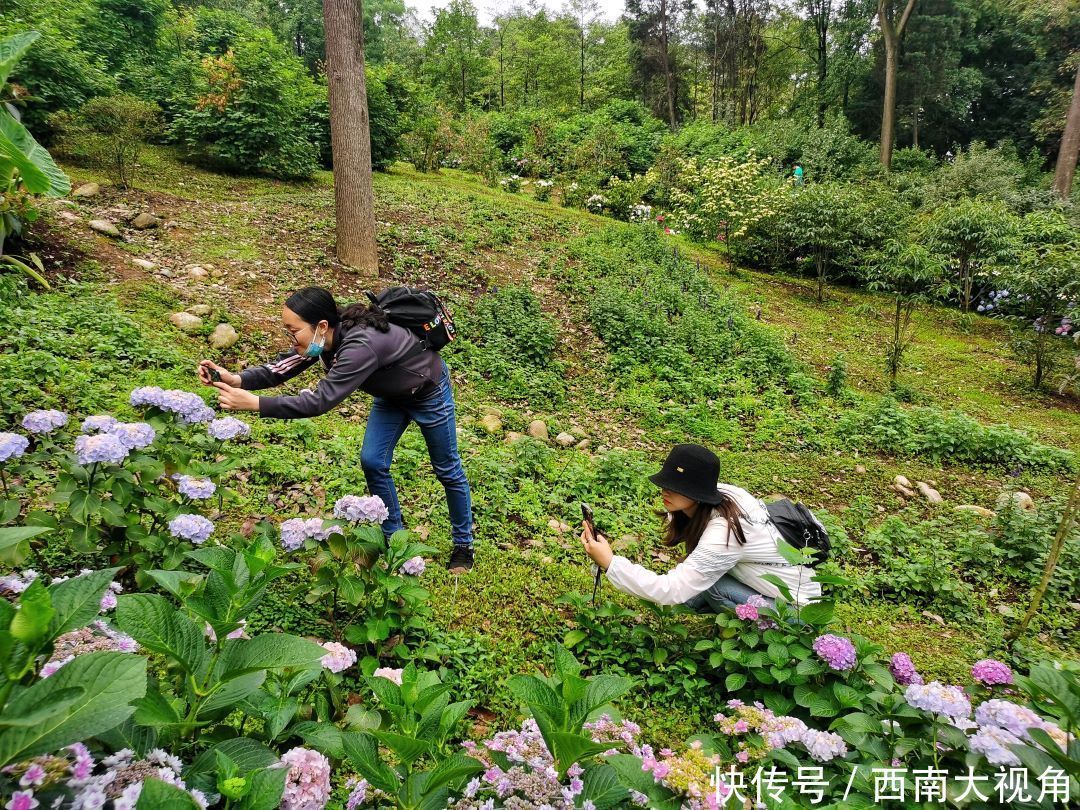 花友会|百颗毳毬谁织就，几枝琼萼露和圆 成都植物园“绣球花花”花友会与园艺爱好者浪漫相约