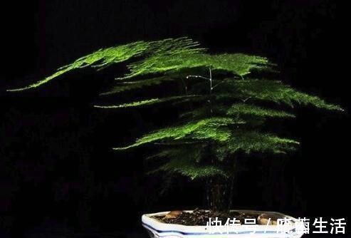 网纹草|什么人养什么花,对号入座,看看你养对了吗?