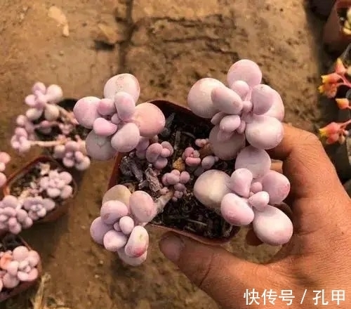 桃蛋多肉始终长不出状态?四个小妙招送给你,叶片圆润又鲜艳