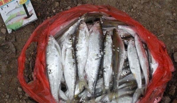 钓白条鱼真是累人,用我分享的方法,只要你下钩,它就在那等你