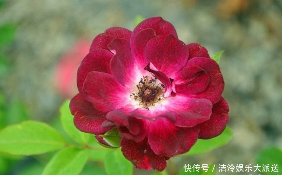 月季|喜欢养菊不如养盆“葡萄冰山”，株型饱满，花大色艳，适合盆栽养