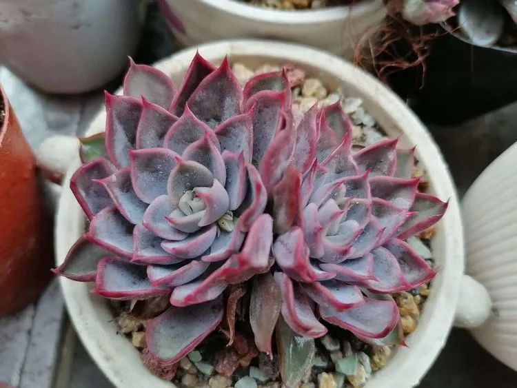 观音莲|90后川妹子的“丑肉”逆袭记!时光不弃,多肉常在!