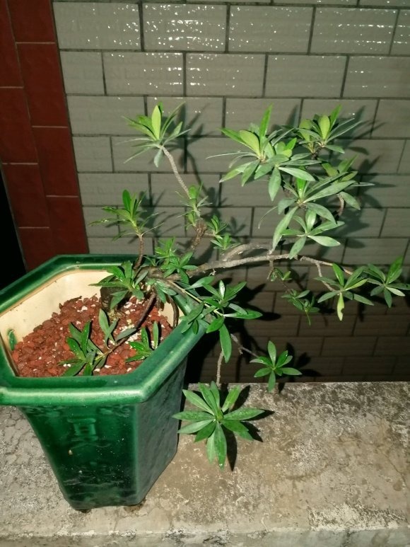 栀子花居然也有这么多品种,一个比一个香,叶子越小越值钱!
