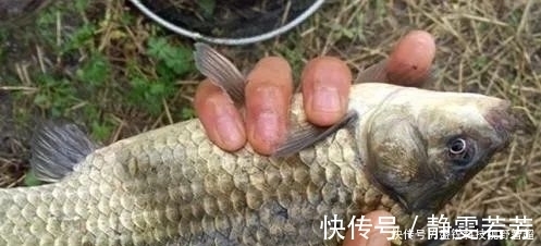 小鱼|小鱼闹窝？野钓用这几招，中钩的都是大板鲫