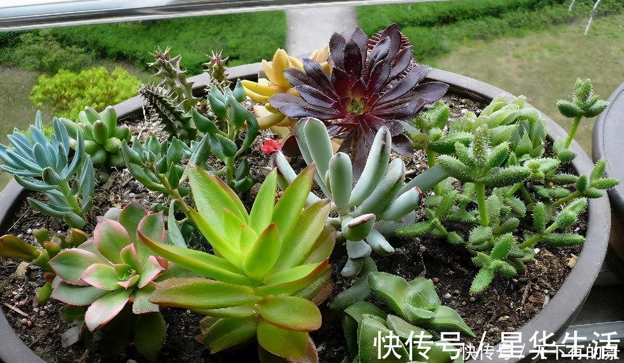 休眠期|夏天养几种“耐热多肉”,不怕酷暑,不用休眠,想养死都难