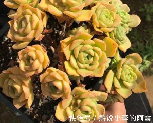 6种香味浓郁的多肉植物,每一种都适合新手,随便一养就能出状态