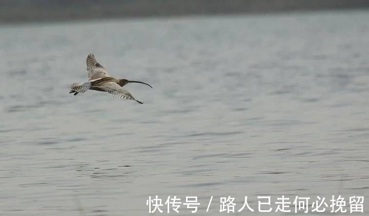 小杓|泰山脚下，时隔六年再一次记录到小杓（sháo）鹬（yù）！