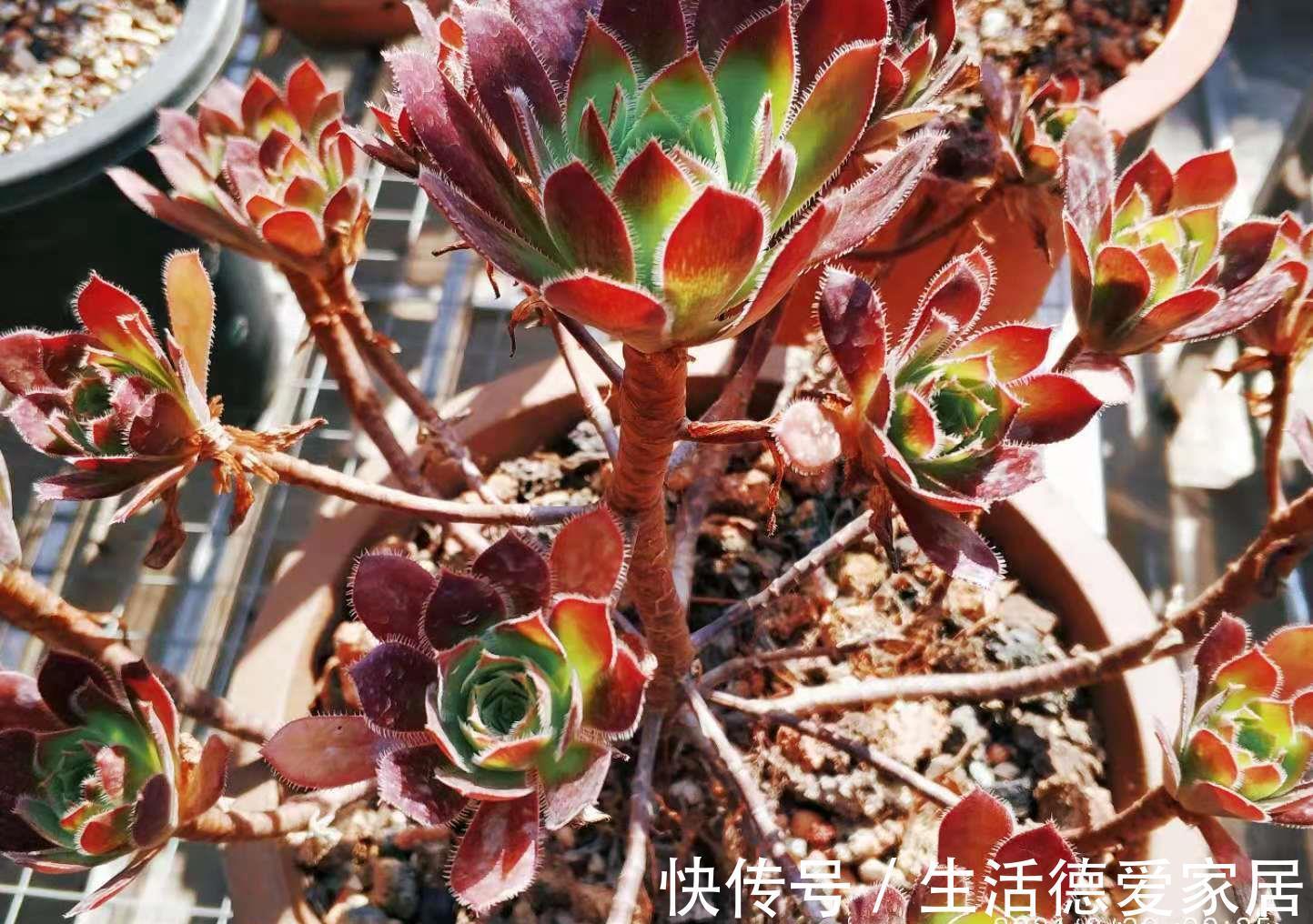 肉友|入秋后，多肉如果出现4种现象，说明它们已经睡醒，可以正常养护