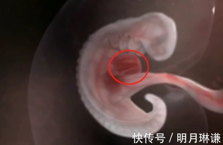 皮下脂肪|组图了解胎儿在子宫中的生长过程,生命太奇妙了!准爸妈们看看