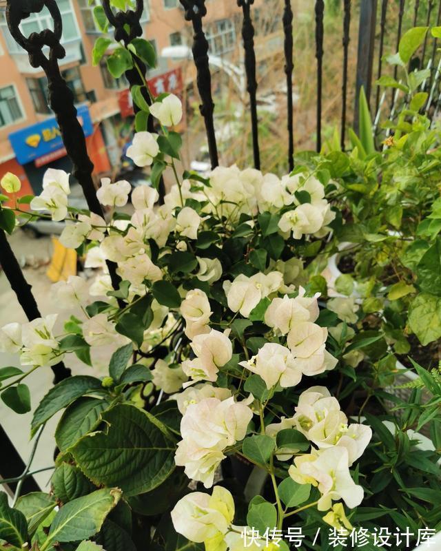 株型|进入9月份，养这2种花，要舍得“剪”，越剪越爱“开花”