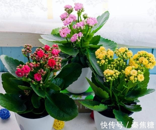 营养物质|冬日长寿花开完花后，马上动手做4件事，10天就能迎来下一波花