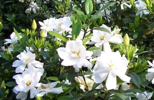 养花就用一种果皮,直接扔盆里,新芽蹭蹭冒,四季不黄叶