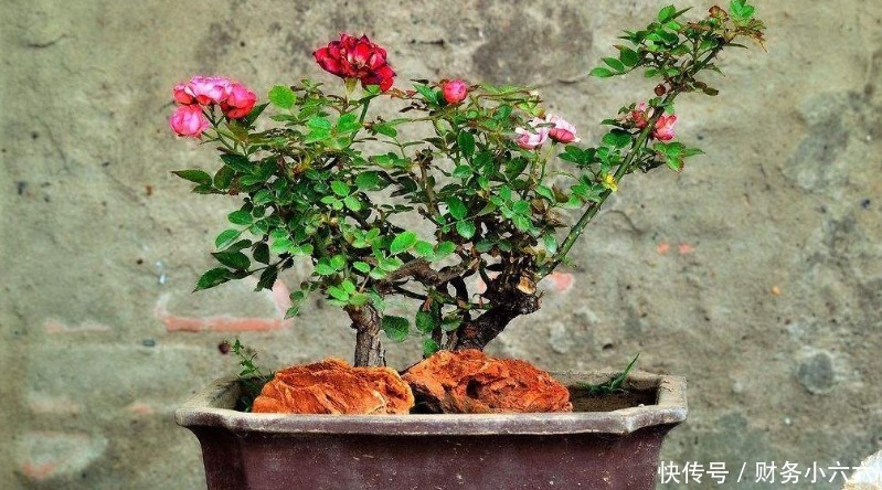 苏打水|小苏打养花,用对方法有3大好处,值得一试