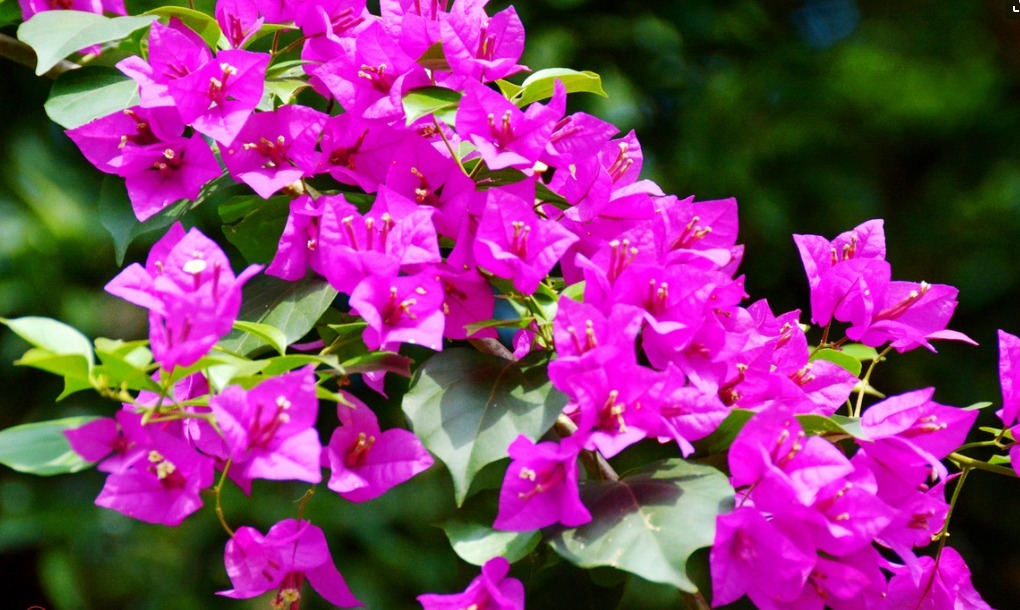 三角梅开花花量小注意这四点,呼呼冒花苞,简简单单爆满盆
