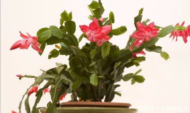 寒冬腊月，8种花开得正旺，春节养在家里春意盎然好喜庆