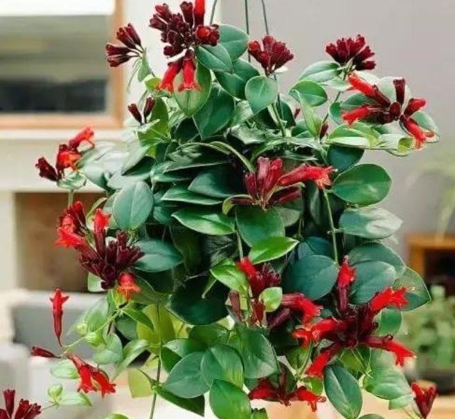 好养易爆盆的几种花卉，不怕冷不怕热，开花漂亮花期长