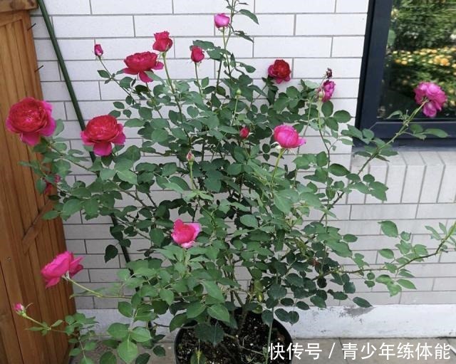 月季花苞越来越小趁着天热“剪几刀”，再次开花又大又密！