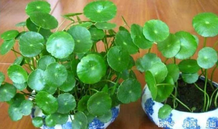 此款花卉,好养易爆盆,花叶俱美,养盆放阳台美极了