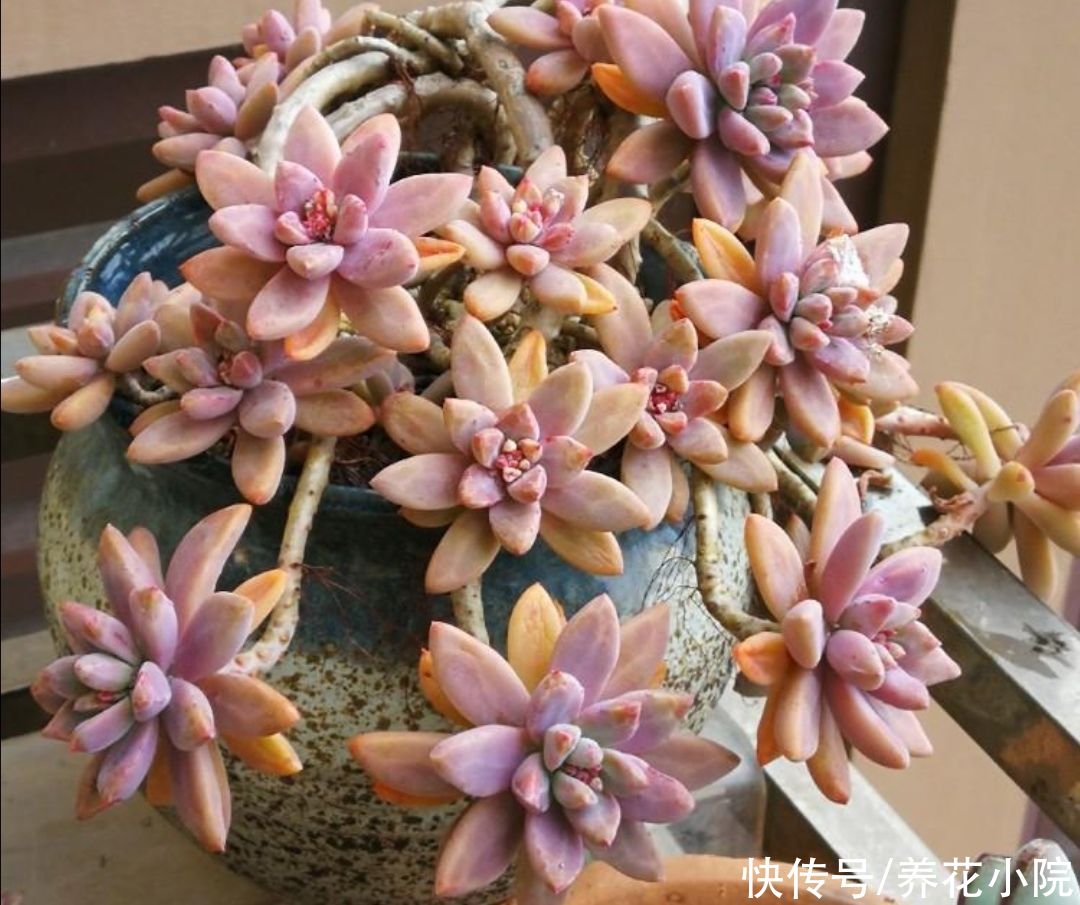 天气暖和了，把多肉搬出来晒晒太阳，叶色绚丽多姿，观赏性强