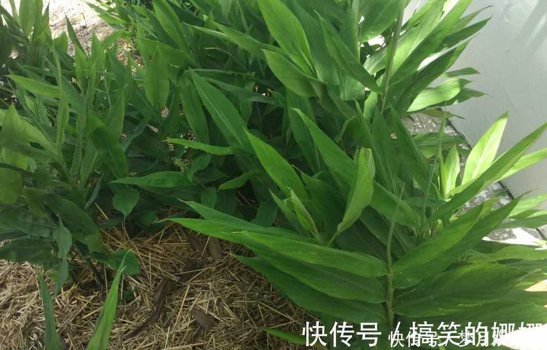 阳荷|年轻人无人吃，农民当成猪青料，国外稀少当成宝，其实价值很高