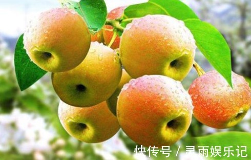 主枝|延长寿命、软化血管的南果梨,农民掌握种植要点,收获高产南果梨