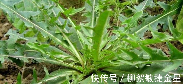 菊花科|路边这植物，钙锌量是菠菜的三倍，现在正当季，碰见赶紧挖回家！
