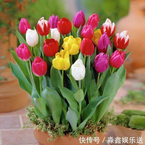 家里面不要养这几种花，老人的劝告，还是要听的