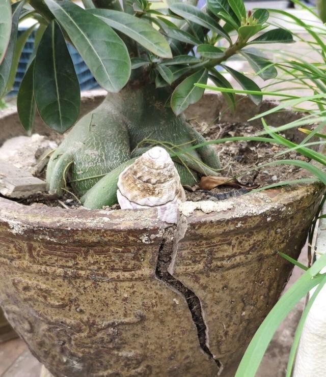 2种植物长得旺，2年不换盆，根系新芽“撑破”花盆