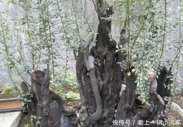 盆景|河边看到3种“树桩”，捡回家种到花盆里，变盆景树，有价值！