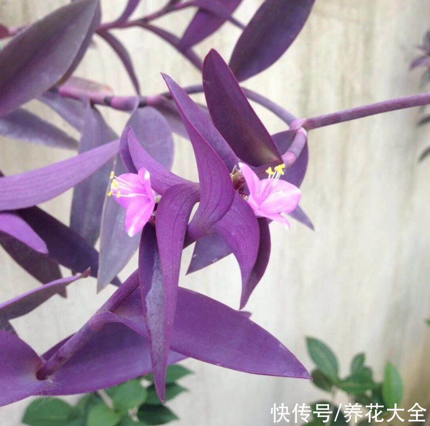 紫竹梅紫得高贵,忽略一件事,叶子变成“丑陋绿”,太难看