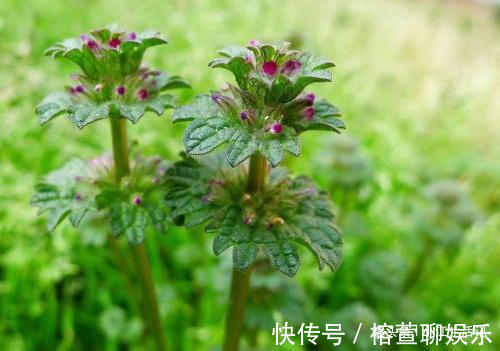 接骨莲|农村一种草,被人当野草,却能治筋骨疼痛,是名贵的“接骨莲”