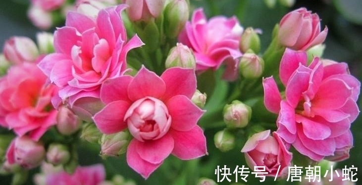 花花茎|天增岁月人添寿，福寿吉庆长寿花