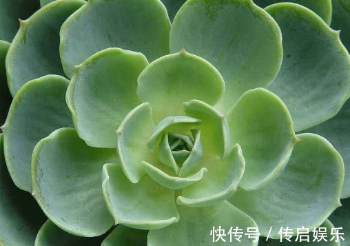 多肉观音莲怎么养教你3个盆栽观音莲的小妙招，不仅旺盛还爆盆