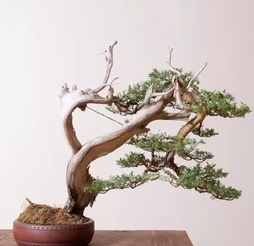 桩才的好坏，直接影响盆景的制作，知道这几点，选择适合自己的